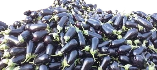 Fresh Brinjal - A Grade, Chopped Form, Common Shape | Dry Usage, Cooked Style, Fresh Optimum Quality for Human Consumption
