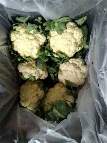 Fresh Cauliflower - A Grade, Chopped Form, Common Shape, Fresh Condition | Dry Usage for Human Consumption, Cooked Style