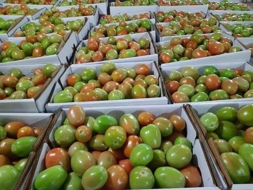 Fresh Tomato Vegetable - Organic Chopped Style | Cooked Form in Plastic Bag or Polythen, A Grade Carton Packaging