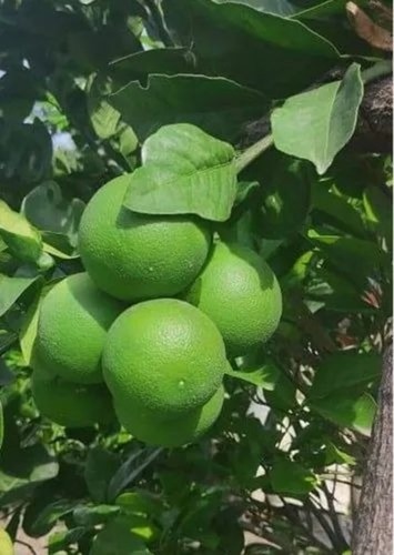 Mosambi Sweet Lime - A Grade, Fresh Whole Fruit | Round Shape, Green Color, Common Cultivation Type