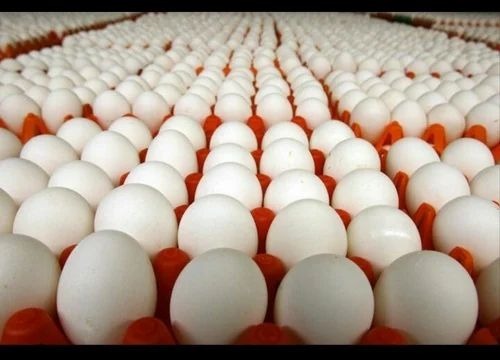 White Eggs - Fresh Chicken Eggs in Optimum Condition | Quality White Eggs for Culinary Creations Straight from the Farm