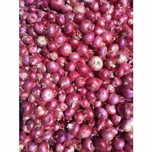 A Grade Fresh Onion - Optimum Quality, Fresh Condition, Cooking Grade, Raw Processing Form | Common Shape, Packaged in Gunny Bag, Store in Cool Dry Place