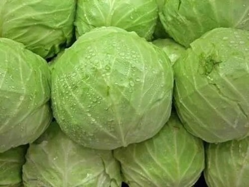 Cabbage - Fresh A Grade Raw Vegetable | Common Shape Ideal for Cooking Optimal Dry Storage for Extended Freshness