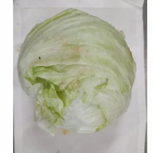 Cannonball Cabbage