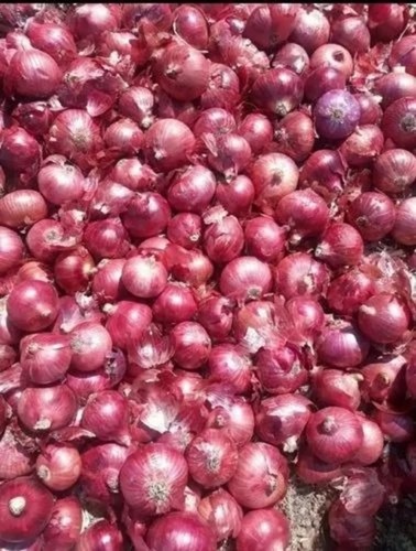 Fresh Onion - Pearl Onion, A Grade Quality, Fresh Condition - Raw Processing Form, Common Shape, Cooked Style