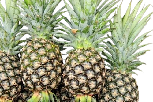 Fresh Pineapples - A Grade Quality, Available in Net Bag, Plastic Bag, Carton, Gunny Bag, Wood Box | Fresh Whole Fruits, Green Color, Common Cultivation Type, Intended for Human Consumption