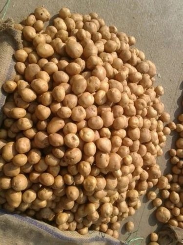 Fresh Potato