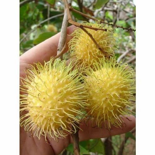 Fresh Yellow Rambutan