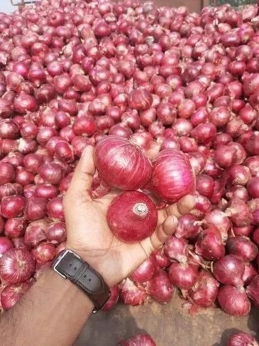 Pearl Onion - A Grade, Fresh Quality for Human Consumption | Raw Processing Form, Common Shape, Cooked Style