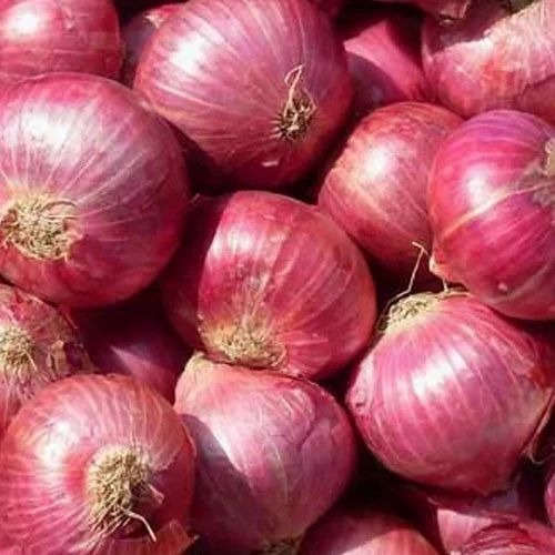Organic Red Onion - A Grade Fresh Vegetables, Cooking Style - Raw Processing, Common Shape, Packaged in Gunny Bag for Cool and Dry Storage
