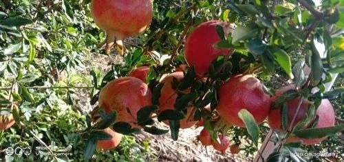 Pomegranate