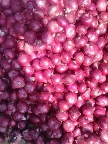 55mm Red Onion