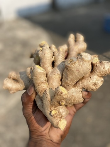 Export Quality A grade ginger