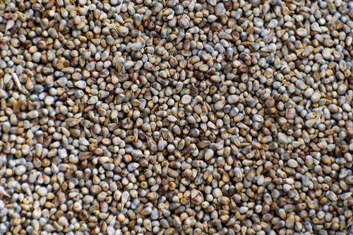 Natural Pearl Millet - Brown and Black Color 40% Moisture | 100% Purity Common Cultivation Dried Style