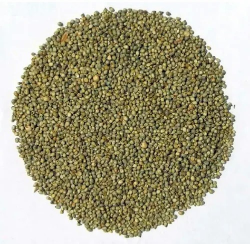 Pearl Millet - Dried, Brown And Black Color, High in Protein, 100% Purity, Loose Packaging, Moisture Content 40% | Common Cultivation Type