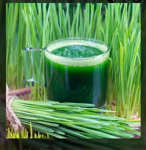 Wheatgrass Juice - Ingredients: Herbs