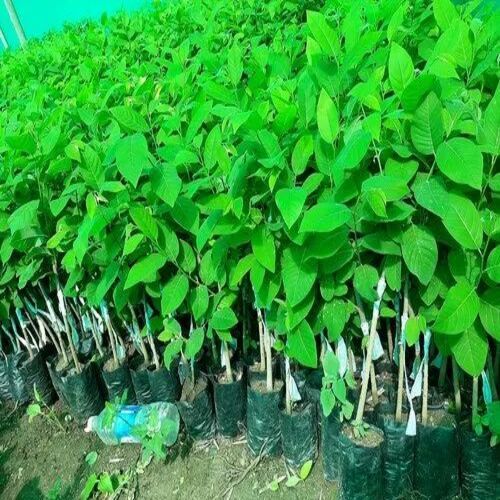 Balanagar Custard Apple Tree - Polybag Packaging, 1.5-3ft Height, Green Color | Supergolden Variety for Fruit Production
