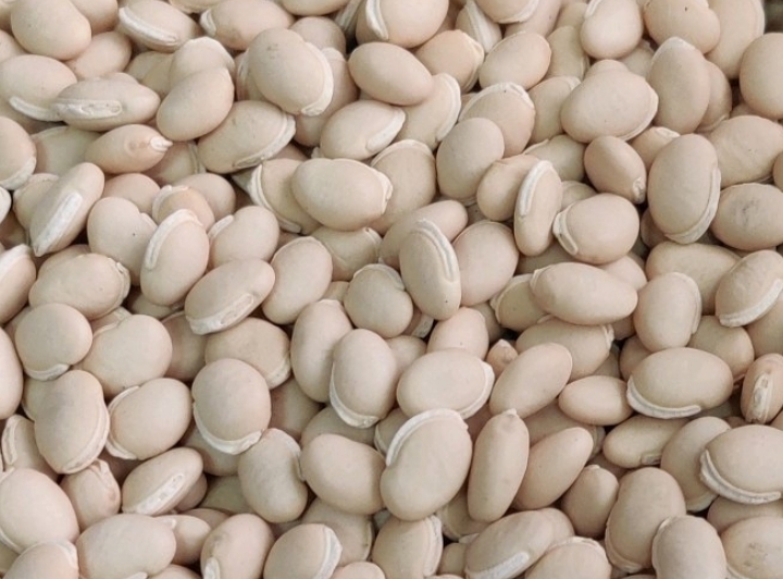 Hyacinth Beans