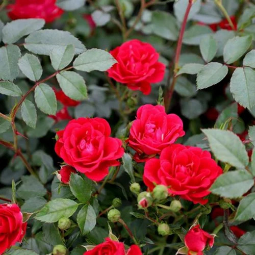 Rose Flowers Plant - Red Color, 1 to 2 Feet Height | Fast Growth, Summer Blooming, Garden Suitable, Poly Bag Packaging
