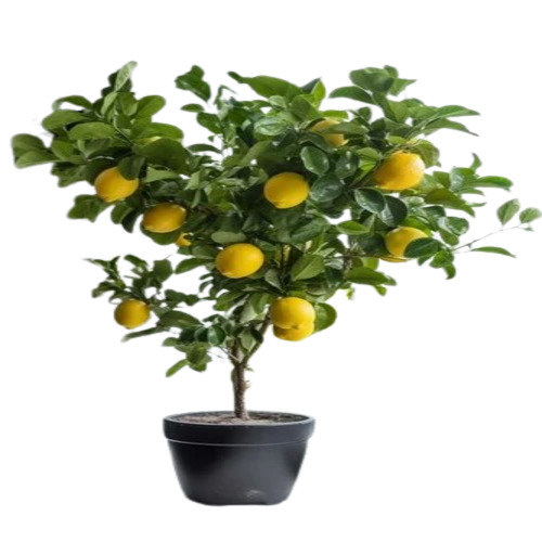 Sai Sharbati Lemon Plant - Citrus Lemon | 6-9 Months Age, Green Color, Well Watered, Customized Size, Ideal for Fruits Garden