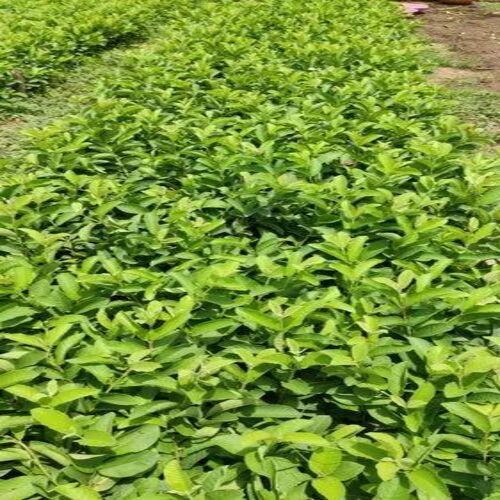guava plants