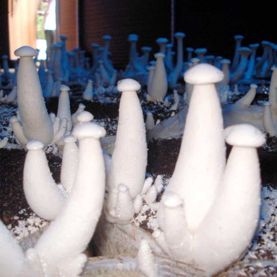 White Milky Mushroom Spawn 200gm (Calocybe Indica) | High-Yield Mycelium Spores | Edible & CO2-Resilient