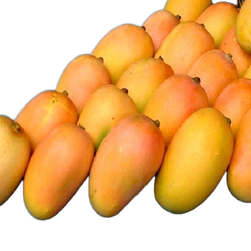Fresh Kesar Mango