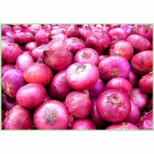30mm A Grade Onion - Red Pearl Onion, Loose Packaging, Raw Processing Form, Common Shape, 6 Month Shelf Life, Cooked Style Usage