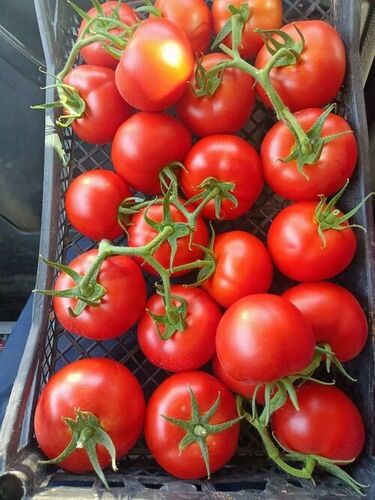 Fresh Tomato - Shelf Life: 2 Months