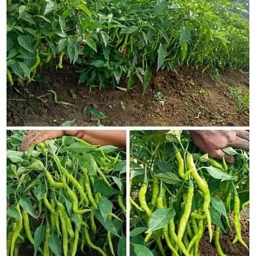 Green Chilli - Fresh A Grade Raw Vegetables | Optimum Quality, Common Shape, Ideal for Cooking