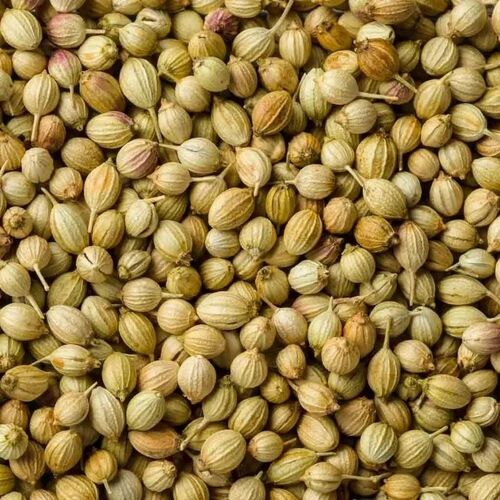 Dried Coriander Seed