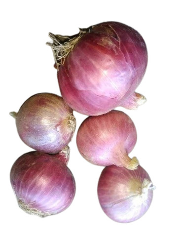 Fresh Onion