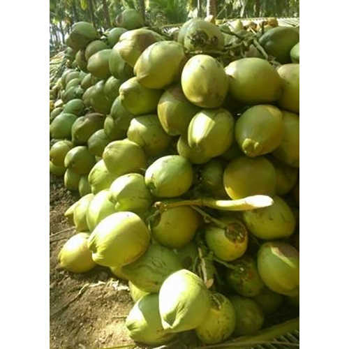 Green Coconut - Cultivation Type: Common