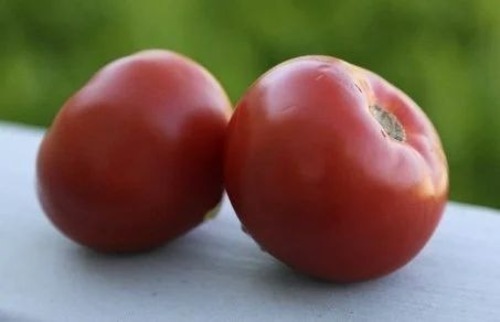 Large Sized Tomatoes