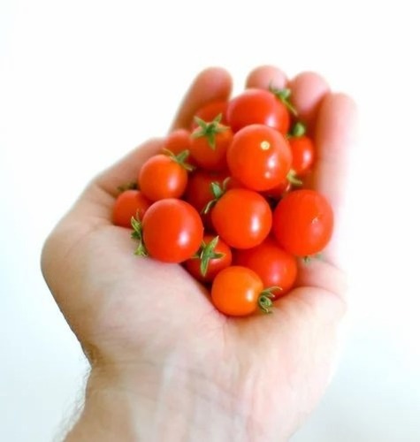 Small Tomatoes - Fresh A Grade Cooking Vegetables | Raw, Common Shape, Ideal for Cooking and Culinary Applications
