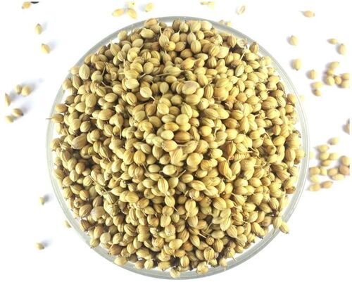 Coriander Seeds - Cultivation Type: Indian