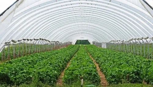 Agricultural Greenhouses - Advantage: Connect