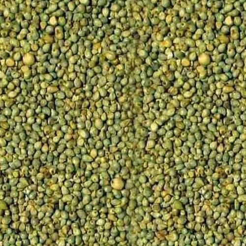 Green Millet Seed