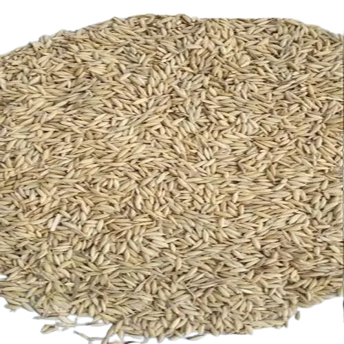 Katarni Paddy Seeds