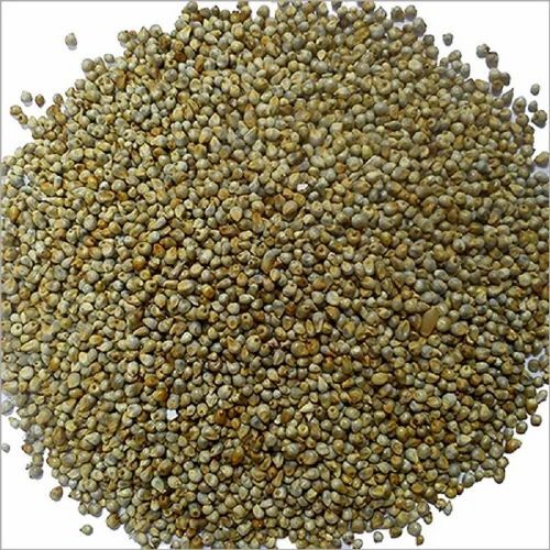 Pearl Millet Seed