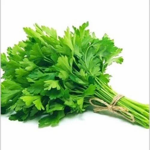 Fresh Coriander Leaves - Shelf Life: 1 Week