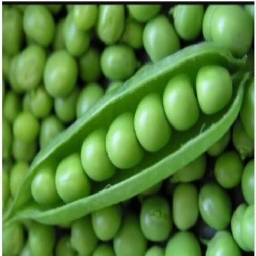 Fresh Green Peas - Shelf Life: 1 Months