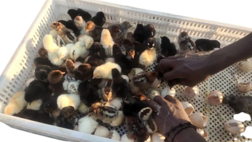 Poultry Farm Sonali Chicks