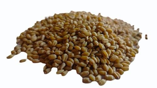 Milling Wheat Grains - 50 Kilogram Organic Bag | Golden Color, 100% Purity, Dried, 12 Months Shelf Life, FSSAI Certified