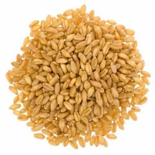 Organic Lokwan Wheat - 50 Kilogram Bag | FSSAI Certified, Organic, Golden Color, 100% Purity, 12 Months Shelf Life