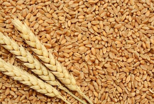 Whole Wheat Grain - 50 Kilogram Bag, Organic Golden Grain, 100% Purity, FSSAI Certified, 12 Months Shelf Life