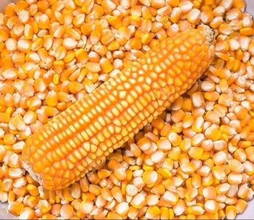 Yellow Corn Maize - Organic Dried Maize, 50 Kilogram Bag | 100% Purity, FSSAI Certified, 12-Month Shelf Life, Yellow Color