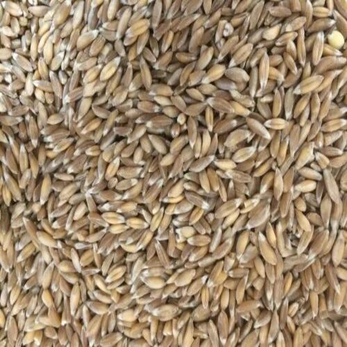 Hd 3086 Wheat Seed - 40 kg PP Bag | Organic, Moisture: 12%, Purity: 98%, Color: Brown, Shelf Life: 3 Years, Store in Dry Place