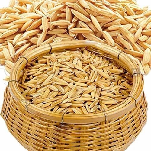 Pant Dham 12 Paddy Seed - Organic Brown Paddy Seed, Moisture 10%, Shelf Life 3 Years, Ideal for Agriculture Use , Store in Dry Place