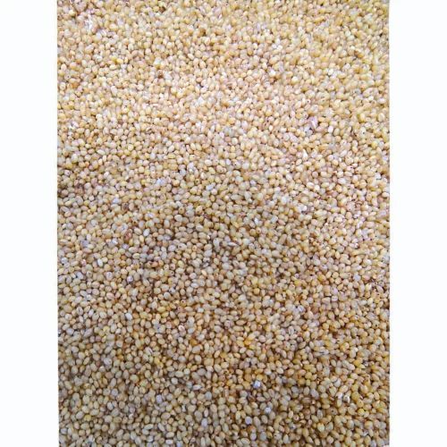 Foxtail Millet Seed